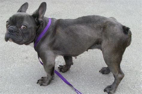 Training a french bulldog isn't difficult, although some frenchies are on the stubborn side. Appeal launched to track down owner of 'emaciated' blue ...