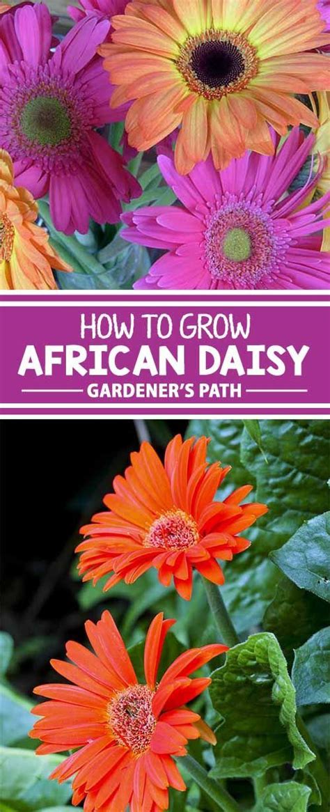 We did not find results for: How to Grow Cape Marigolds (African Daisies) | Gardener's ...