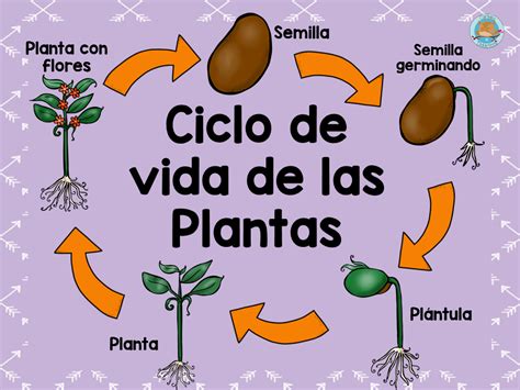 Ciclo Vida De Las Plantas Imagenes Educativas