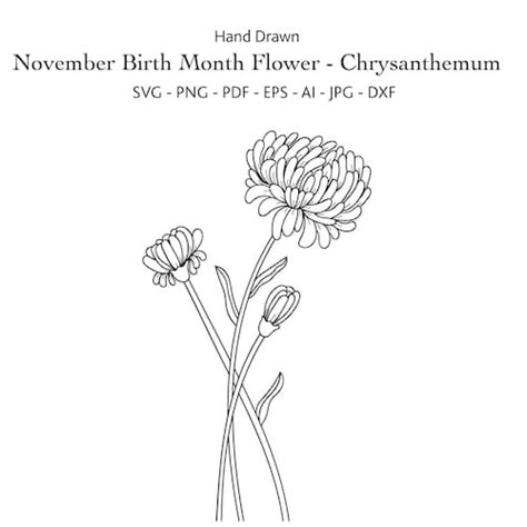 November Birth Month Flower Svg Hand Draw Chrysanthemum Svg Etsy