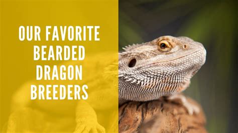 9 Best Bearded Dragon Breeders On The Market Our Top Picks