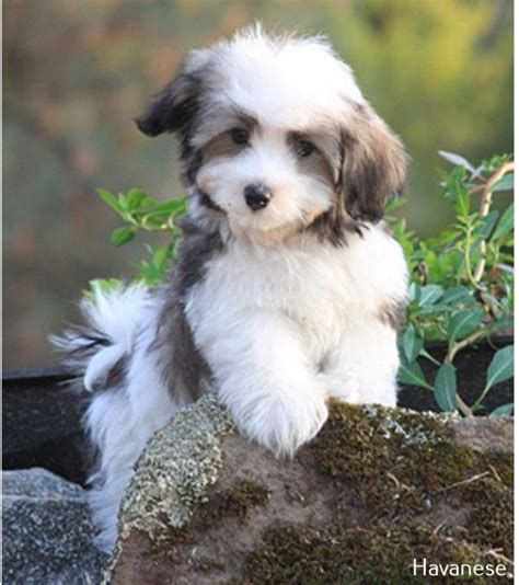 Havanese Puppy Full Grown Hypoallergenic Dog Breed Havanese Puppies