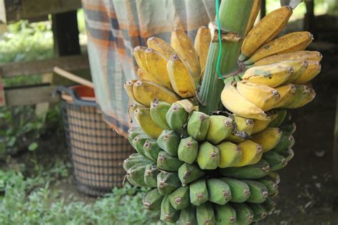 Pisang yang baru di turunkan pokoknya dari 'terbaek dari ladang' abah puan zai. SENI ITU INDAH.................: gambar pisang setandan