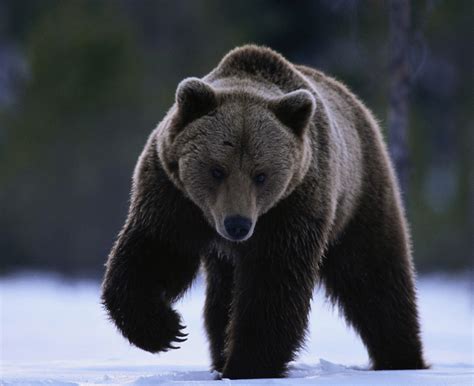 Bears are apex predators, meaning they're at the top of their food. Knowledge of Animals: Bear