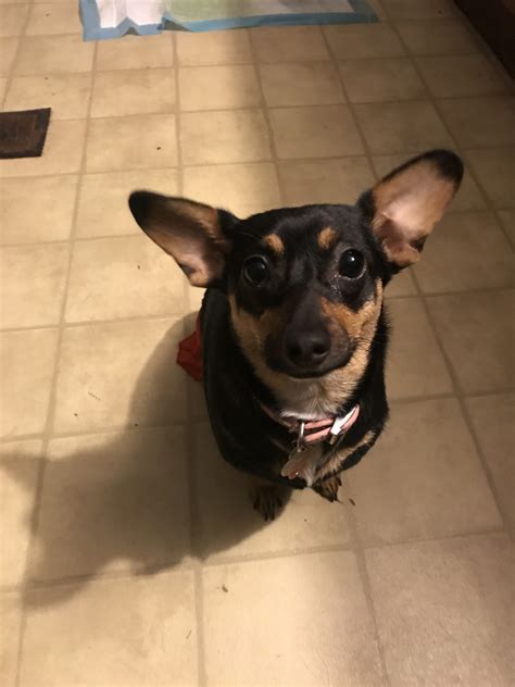 Tucson arizona pets and animals 200 $ view pictures. Chiweenie Puppies For Sale | Deer Park, OH #315839