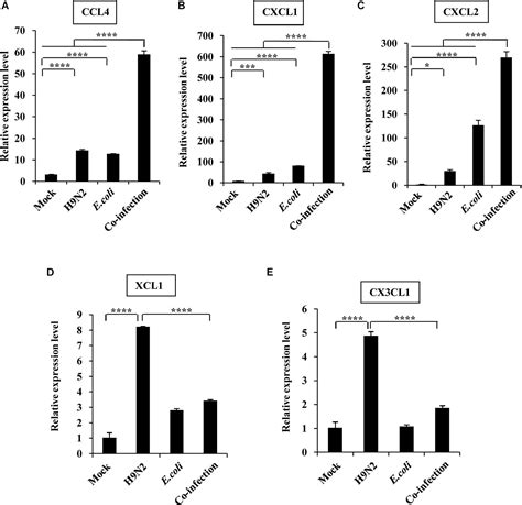 frontiers co infection of h9n2 influenza a virus and escherichia coli in a balb c mouse model