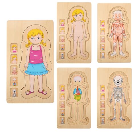 New Wooden Human Body Puzzle Toys Boys Girls Body Structure Wooden