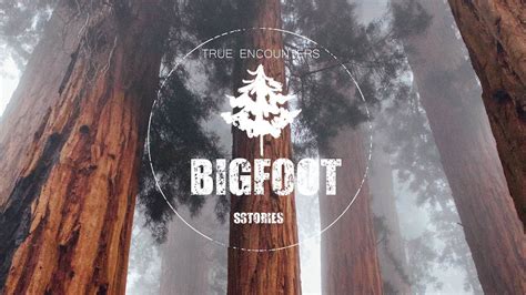 Bigfoot And His Companion Sasquatch Encounters Youtube