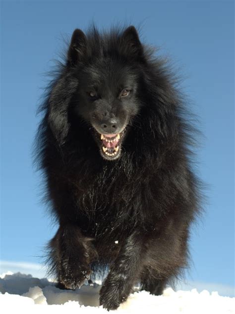 A wonderful little smart pet. 53 Best images about Groenendael on Pinterest | Wolves ...
