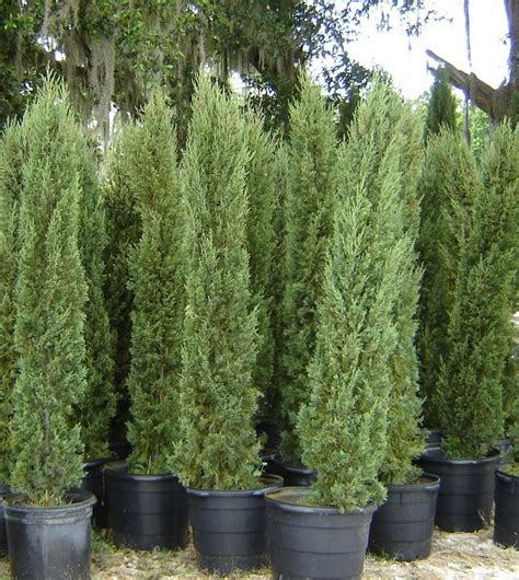 This is a tree for warmer climates because it's hardy in usda zones 7. Italian cypress trees | Italian cypress trees, Italian ...