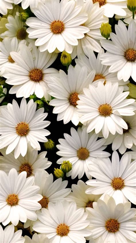 Choices Wallpaper Aesthetic Bunga Daisy You Can Save It Free