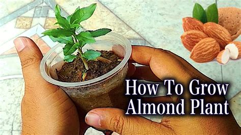 Best And Easy Method To Grow An Almond Tree From Seeds I Best Method To