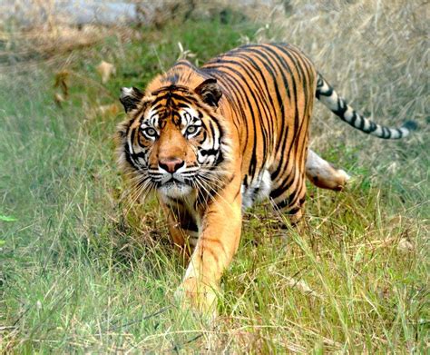 Driven by a burning bright passion to help wild tigers - EIA International