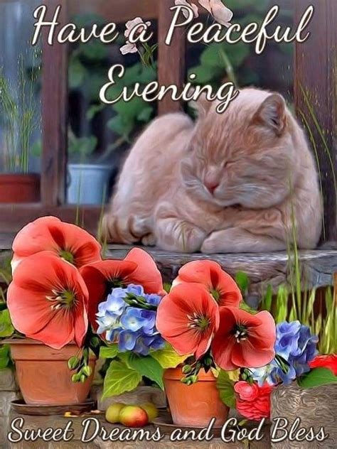 pin  ginger gassett  good evening cats  kittens blessed cute pictures