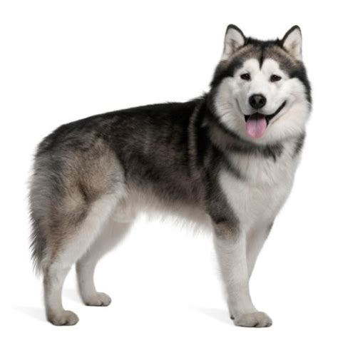 Dog Alaskan Malamute Traits And Pictures