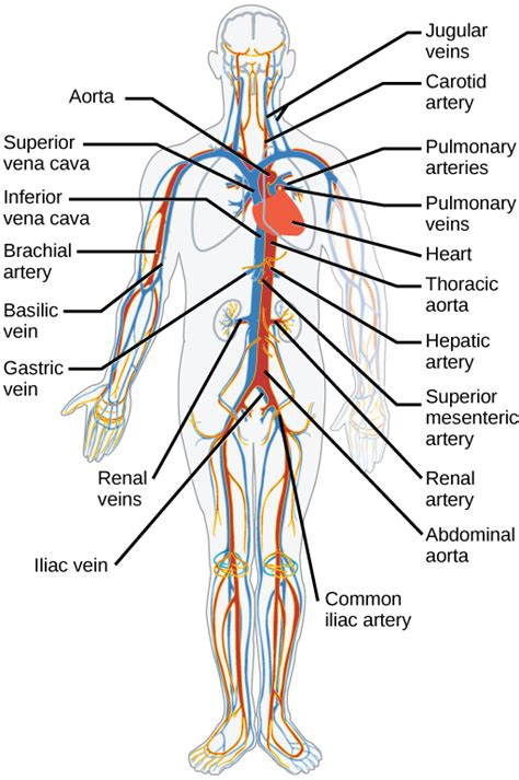 Growing evidence suggests that a genetic program specifies the identity of arteries and veins before the onset of circulation. 40.3: Mammalian Heart and Blood Vessels - Biology LibreTexts
