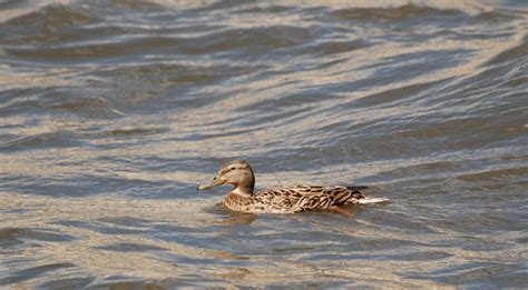 Free Images Sea Nature Wing Animal Wildlife Beak Nikon Fauna