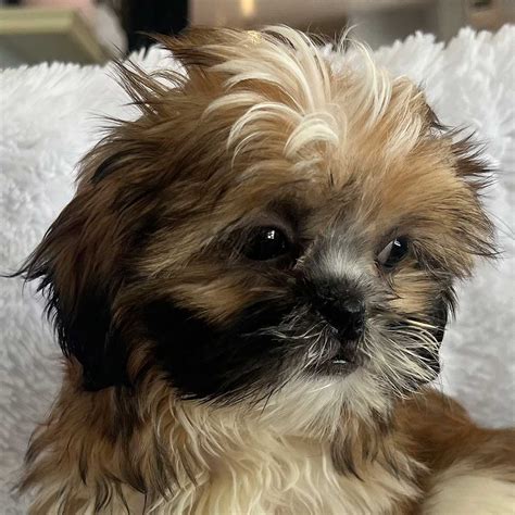 Shih Tzu Puppies For Sale In Southern Florida From Heavenly Puppies