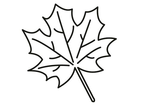 Easy Maple Leaf Drawing At Getdrawings Free Download