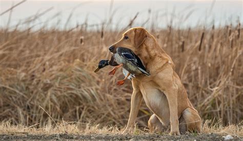 8 Surefire Ways To Ruin A Duck Hunting Dog Outdoorhub