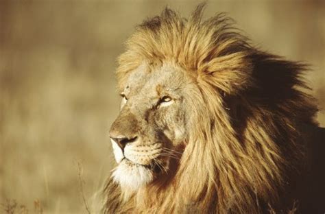 Learn interesting animal facts and download free coloring pages at animal fact guide. 10 roarsome lion facts! | National Geographic Kids