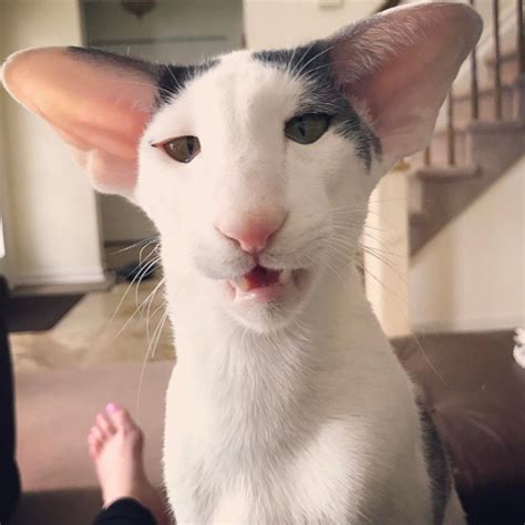 Meet The Cat Who Looks Just Like A Character From Harry Potter Cat Cuddle Dobby Cat Cat Years