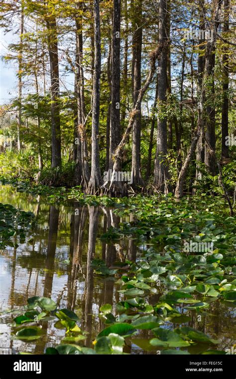 Wetlands Vegetation Southern Florida Stock Photo Alamy