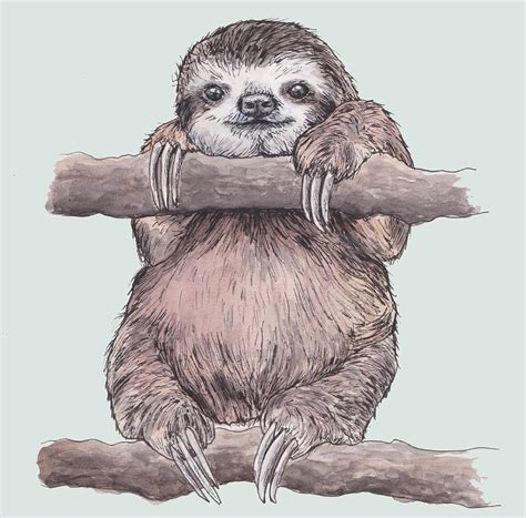 Sloth Watercolor A4 Rart