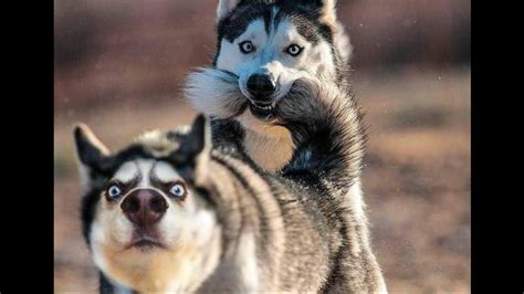 Funny And Cute Husky Puppies Compilation 1 Cutest Husky Puppies