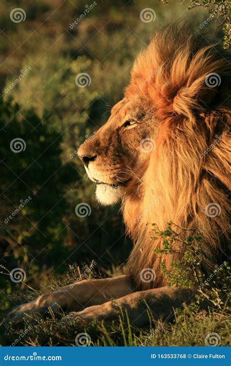 Maned African Lion In Africa Editorial Stock Photo Image Of Lion