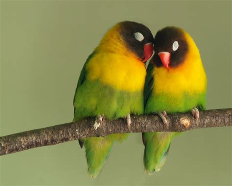 Beloved Lovebirds