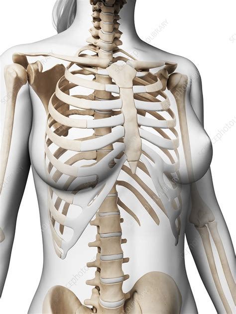 Costae) are the long curved bones which form the rib cage, part of the axial skeleton. Female ribcage, artwork - Stock Image - F009/5515 ...