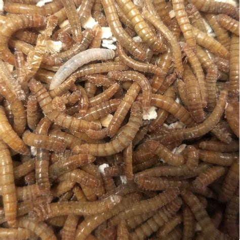 Mealworms 1000 Ct