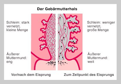 Er verbindet den gebärmutterkörper mit der scheide. Frauenarzt Küssnacht am Rigi - Dr. med. Ladislav Gulik
