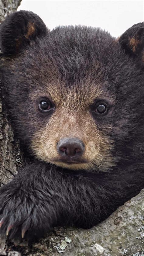Bear Cub Up Close Cute Baby Animals