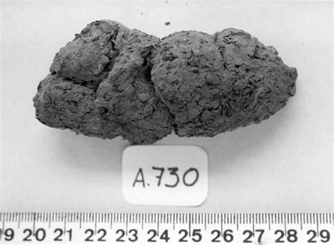 How Fossilized Poop Gives Us The Scoop On Ancient Diets