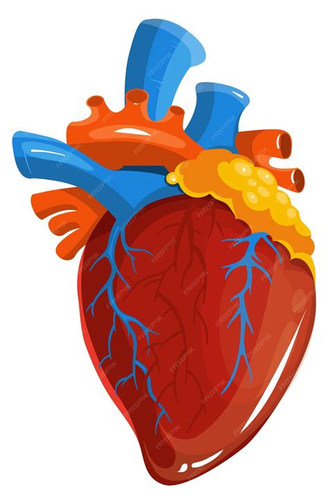 Coeur Humain Illustration Médicale Organe Danatomie De Dessin Animé