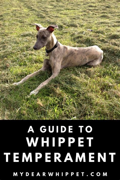 A Guide To Whippet Temperament What Are Whippets Really Like