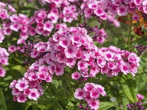 Pretty Garden Phlox Pink Flame Flowers In A Garden 3605519 Stock Photo