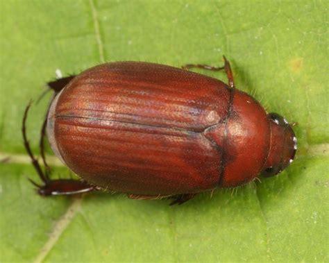 Asiatic Garden Beetle Identification Life Cycle Facts And Pictures