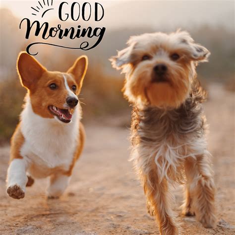 50 Good Morning Images For Dog Lovers Only Zic Life