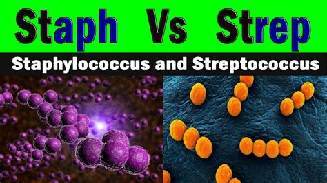 Difference Between Staphylococcus And Streptococcus Clear Explanation