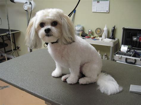 Bichon Shih Tzu Mix Dog Grooming Clients Pinterest Bichon Shih