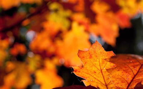 Fall Leaves Wallpaper High Definition High Quality