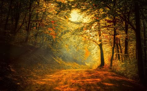 Autumn Forest Road Trees Sunlight Wallpaper Nature And Landscape
