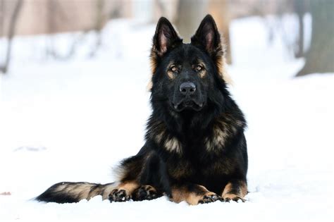 Dark Sable German Shepherd Puppies For Sale Near Me Pets Lovers