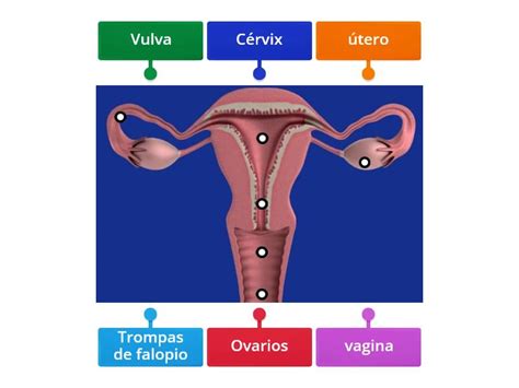 El Aparato Reproductor Femenino Diagrama Con Etiquetas