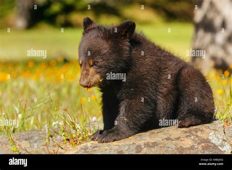Baby American Black Bear Ursus Americanus Sitting On Rocks Stock