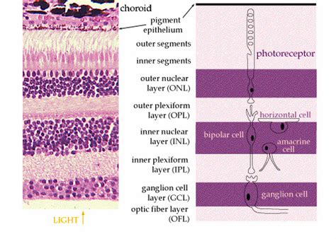 Retinal Layers Anatomy