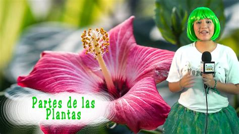 Partes De La Planta Youtube